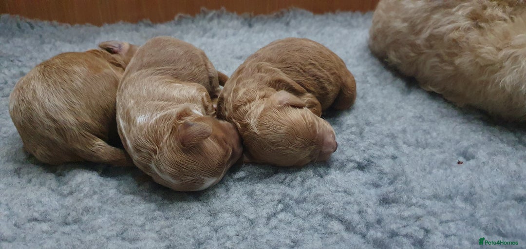 Cockapoo dogs for sale: Top quality F1b Toy Cockapoo puppies - Advert 13