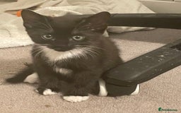 Mixed Breed cats for sale: Mixed breed including Siamese tuxedo girl - Image 1
