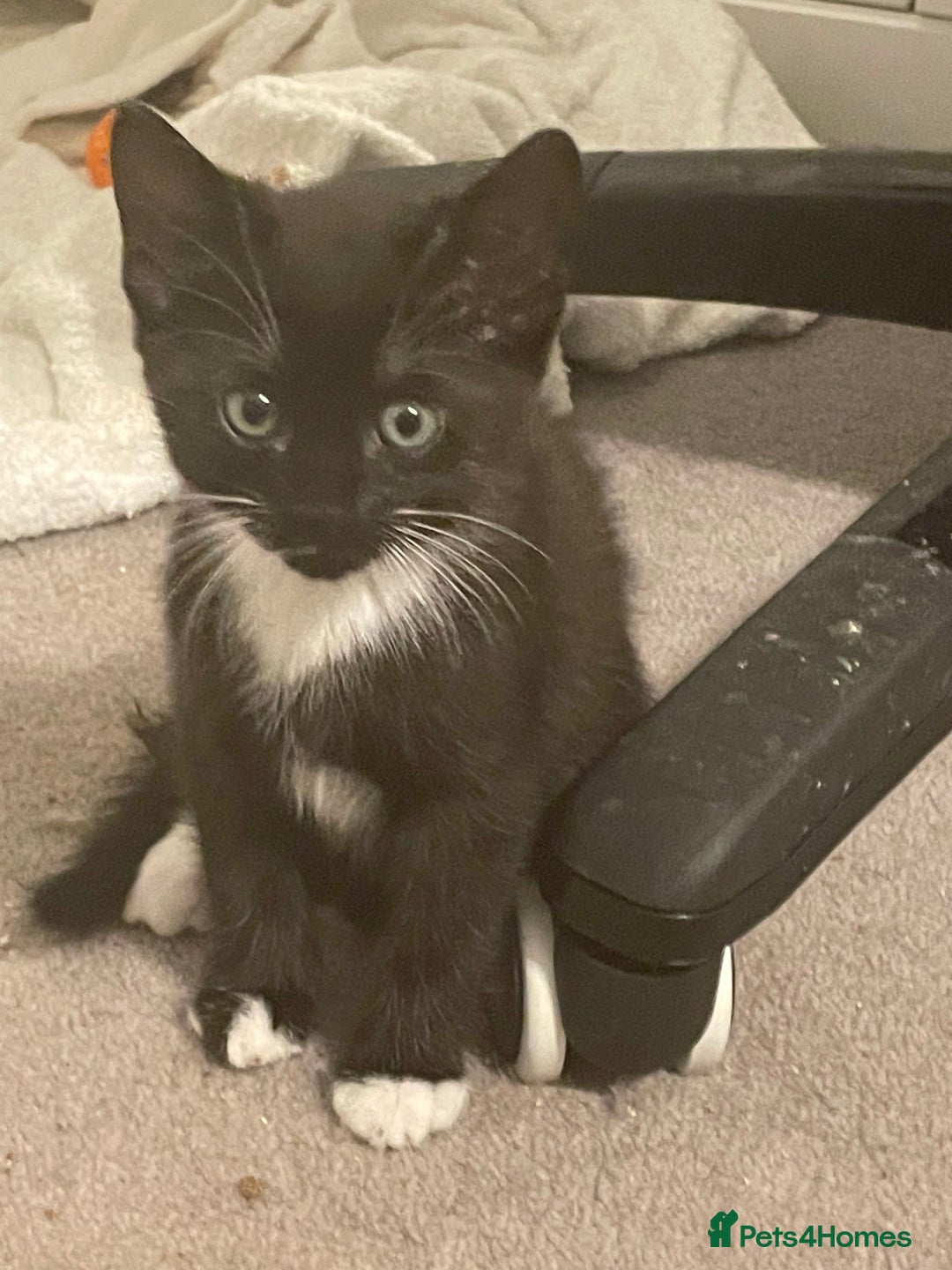 Mixed Breed cats for sale: Mixed breed including Siamese tuxedo girl - Image 1