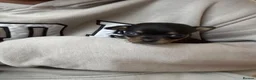 Chihuahua dogs for sale: Chihuahua puppy’s  - Advert 5