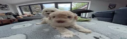 Cavapoo dogs for sale: Cavapoo Puppies – 3 Girls & 1 Boy for Loving Homes - Advert 12