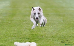 Whippet dogs for sale: Stunning whippet puppies - Image 9