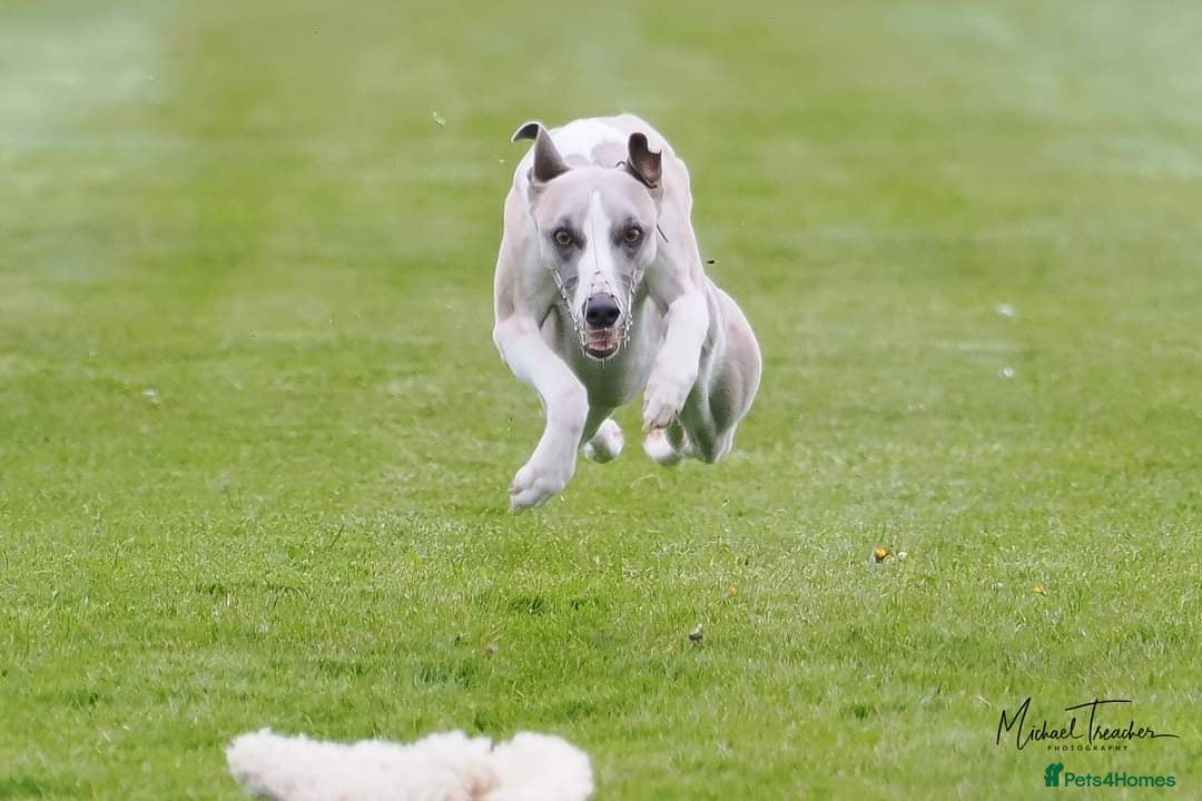 Whippet dogs for sale: Stunning whippet puppies - Image 9