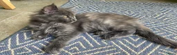 Maine Coon cats for sale: TICA - Only 1 stunning Maine coon girl left - Advert 3