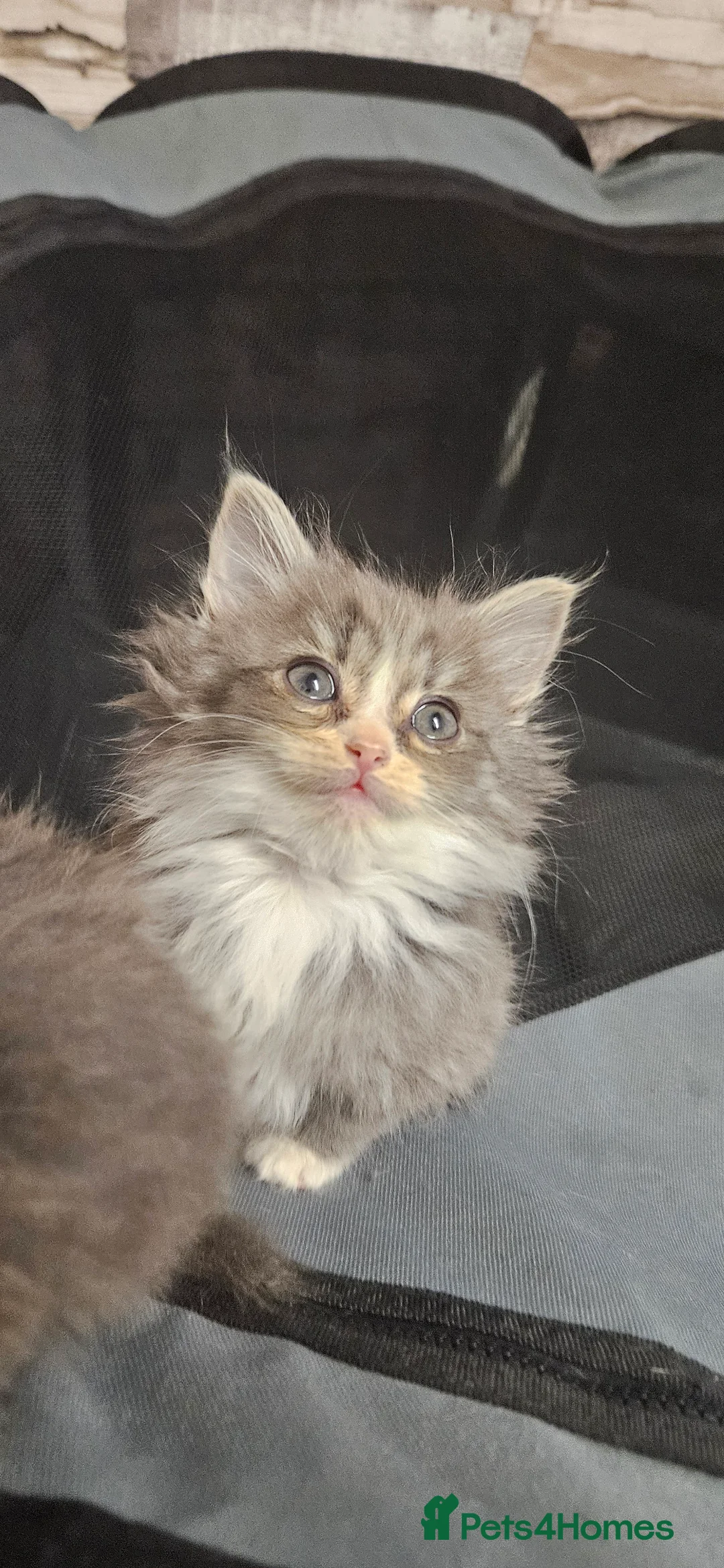 Mixed Breed cats for sale: Munchkin Kittens ready for their forever home - Advert 19