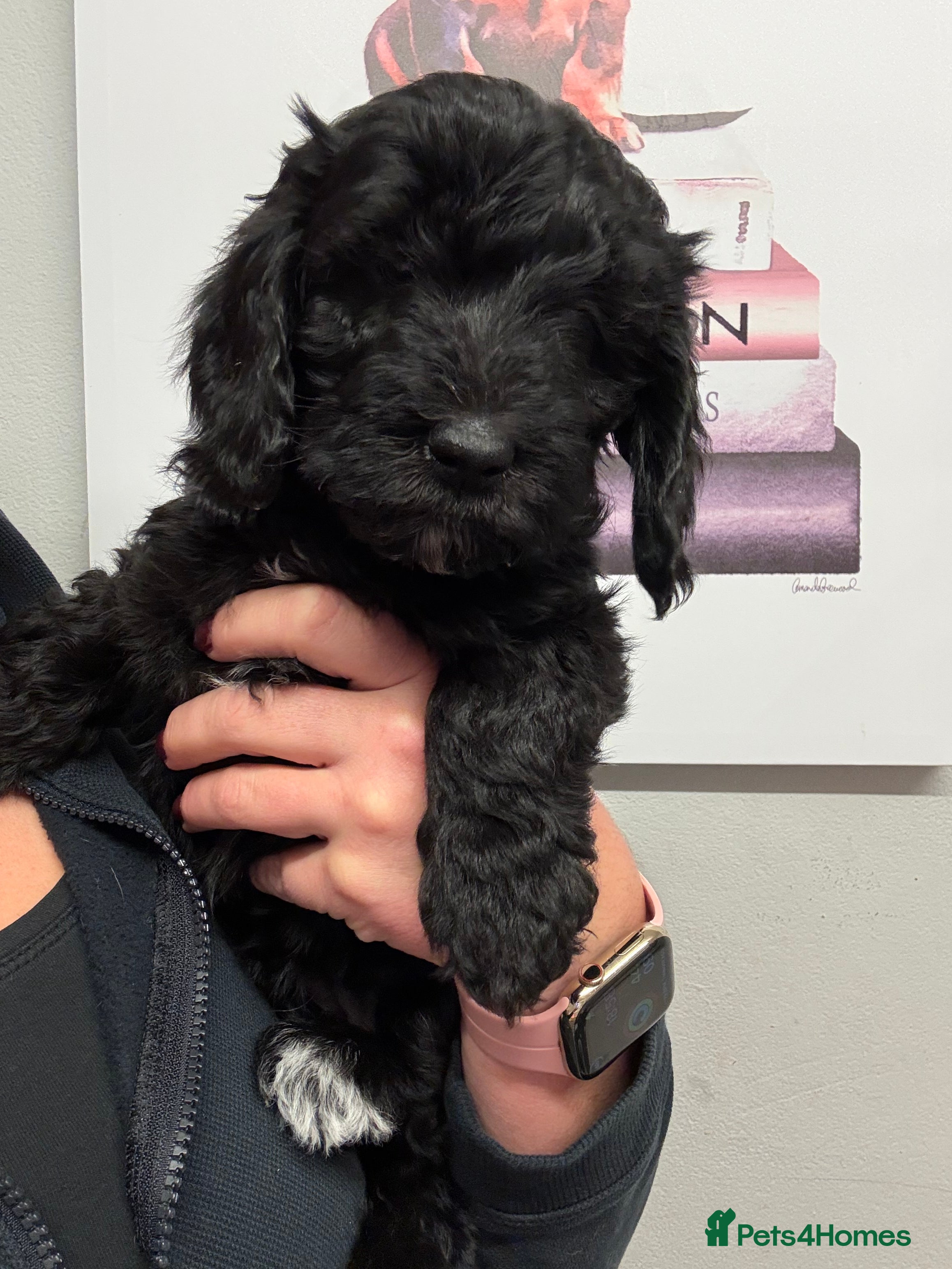 Sproodle dogs F2b Sproodle Puppies 1 girl remaining - Advert 1