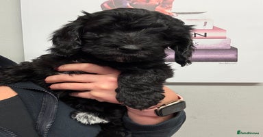 Sproodle dogs F2b Sproodle Puppies 2 boys and 1 girl remaining - Advert 2