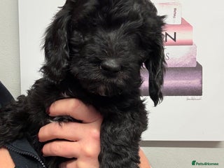 Sproodle dogs F2b Sproodle Puppies 1 girl remaining - Advert 9