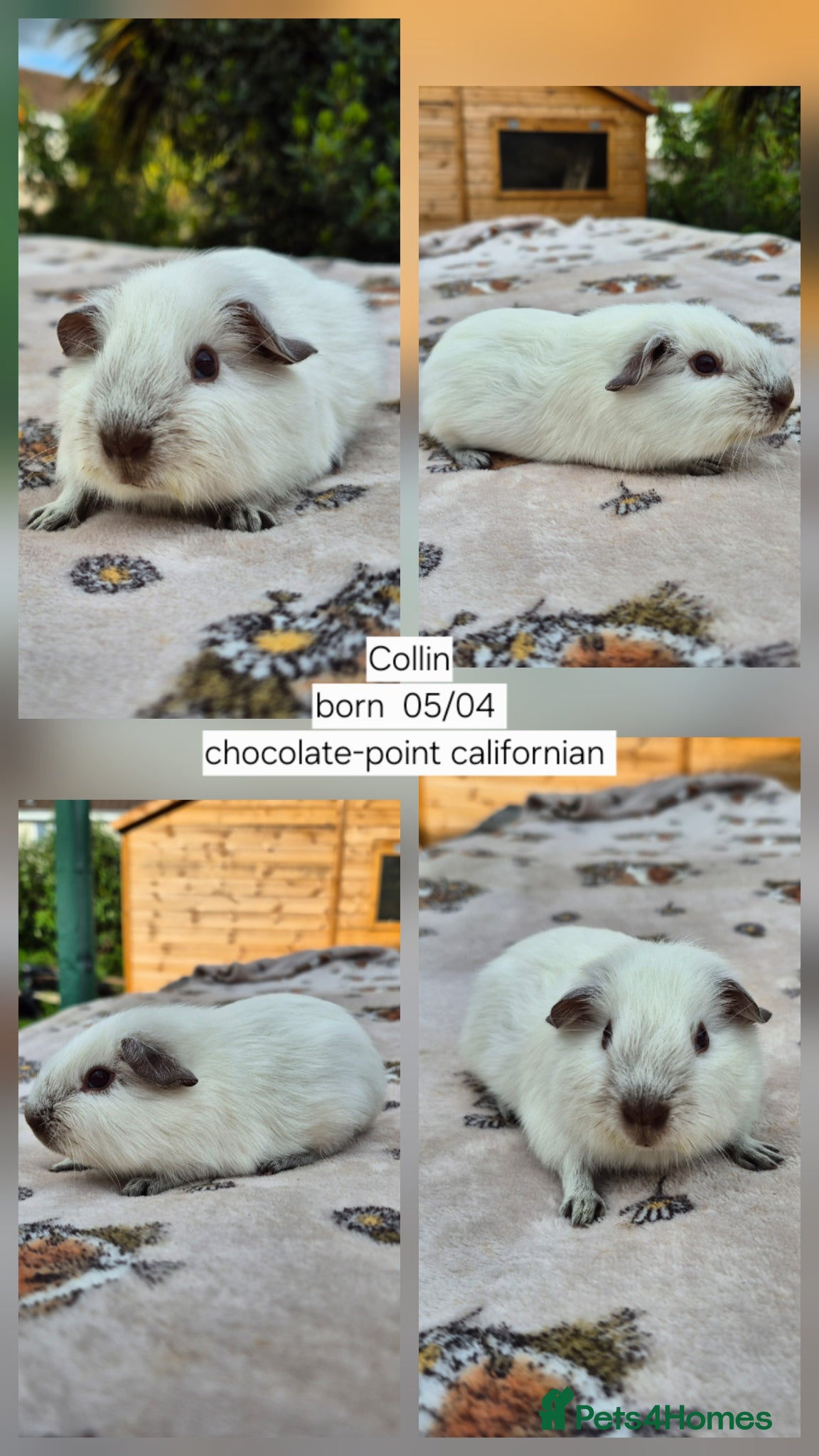 Guinea Pig rodents 1 Stunning Chocolate point californian  👀👀🏡 - Advert 2