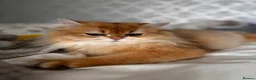 British Longhair cats for sale: British Longhair silver boy - Advert 2