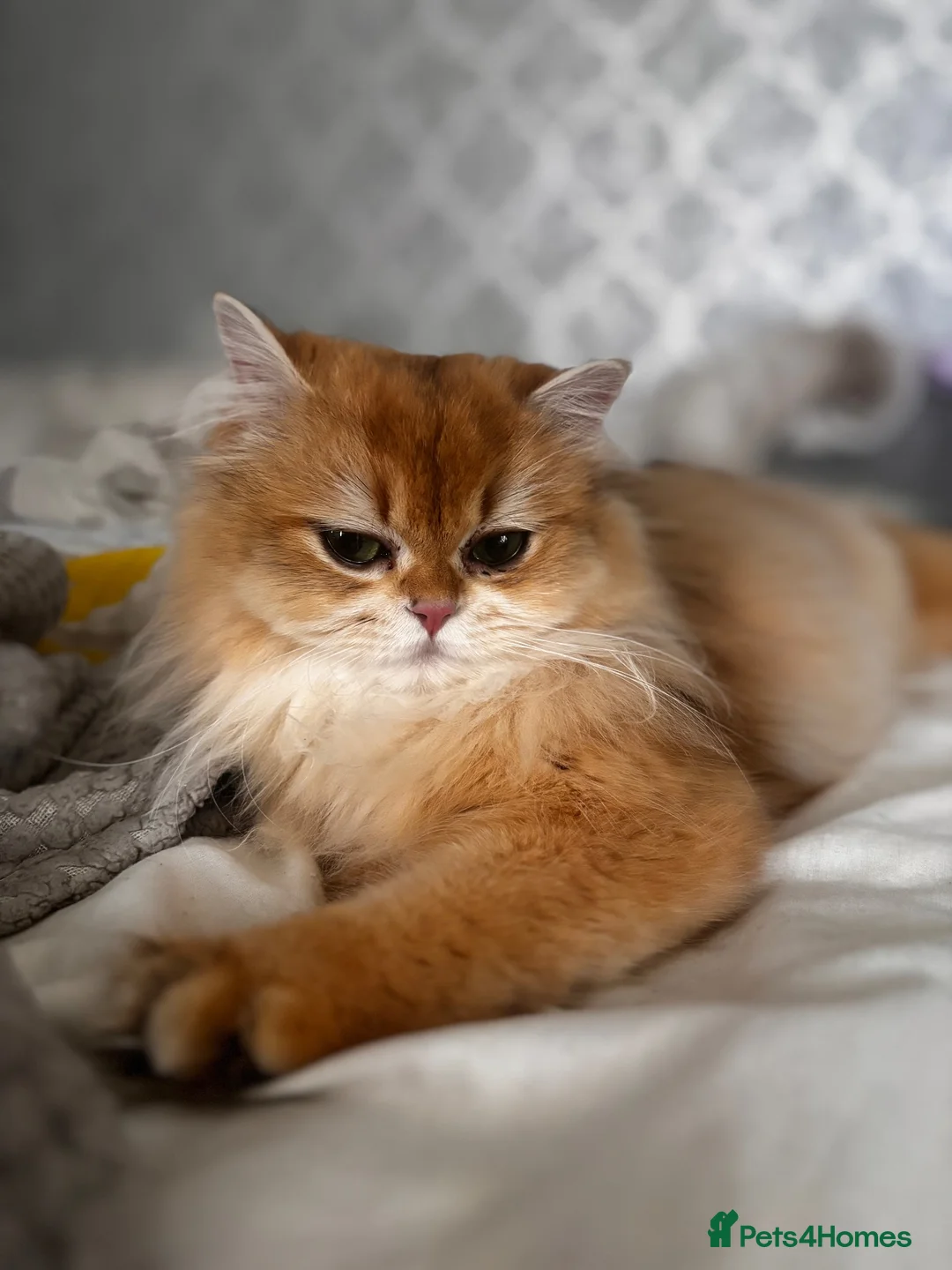 British Longhair cats for sale: British Longhair silver boy - Advert 2