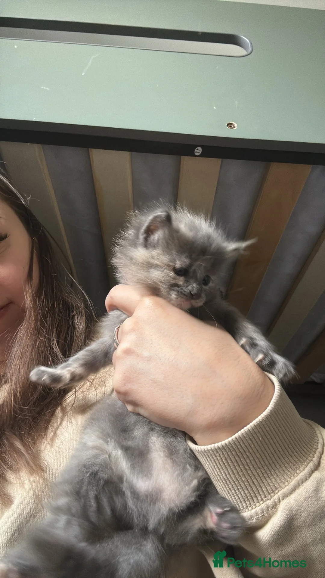 Mixed Breed cats for sale: Gorgeous kittens - Advert 2