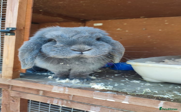 French Lop rabbits - Advert 3