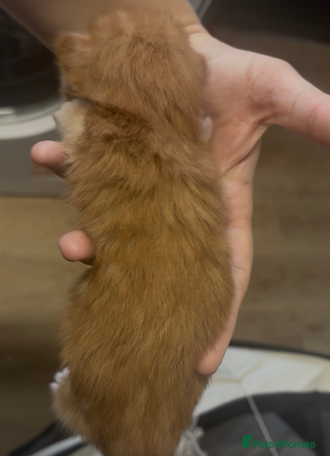 Mixed Breed cats for sale: Beautiful Kittens For Sale  - Advert 25