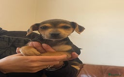 Jack Russell dogs for sale: Short Legged Jack Russell Pups - Image 16