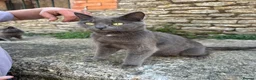 Mixed Breed cats for sale: Kittens for sale - Advert 6