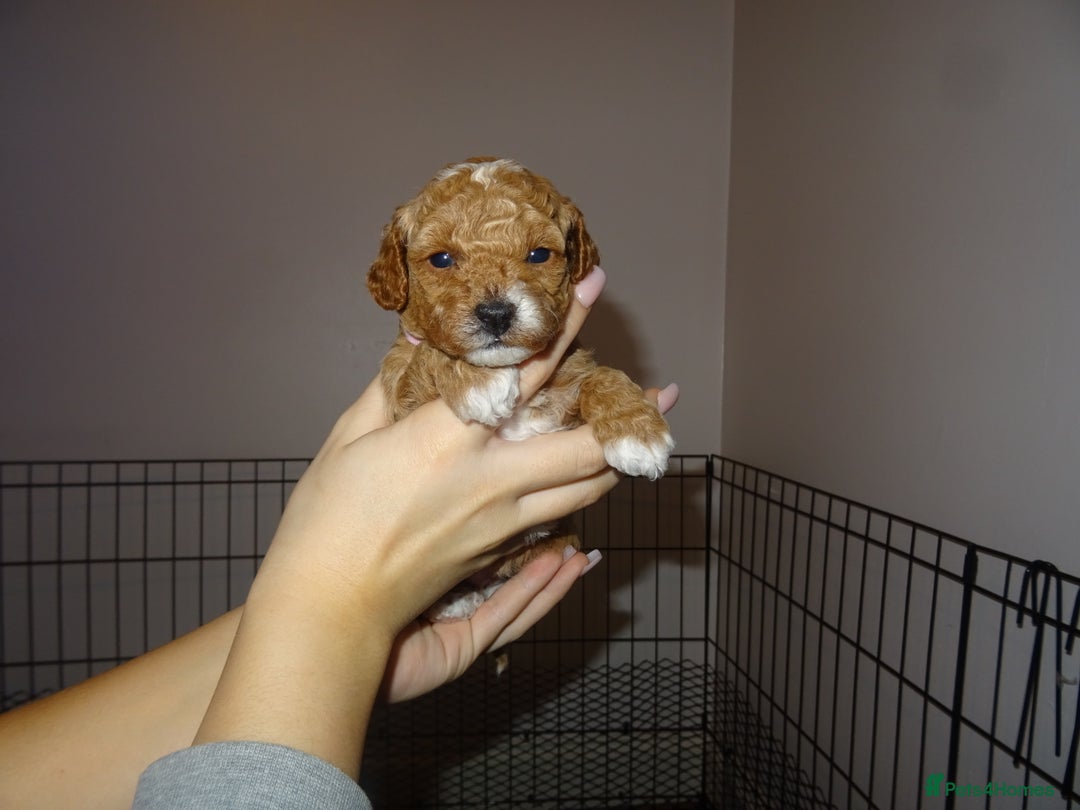 Maltipoo dogs for sale: 🐾 F1b Maltipoo Puppies – Ready Early January 🐾 - Advert 28