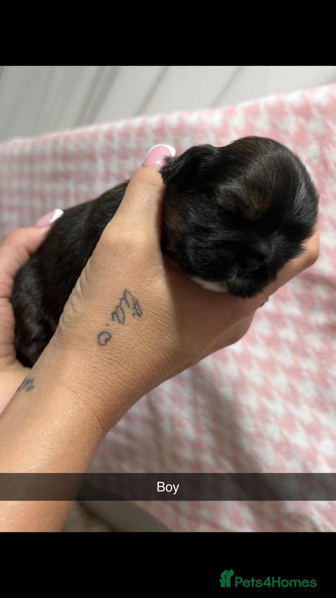 Shih Tzu dogs for sale: Shih zue puppies  - Image 4