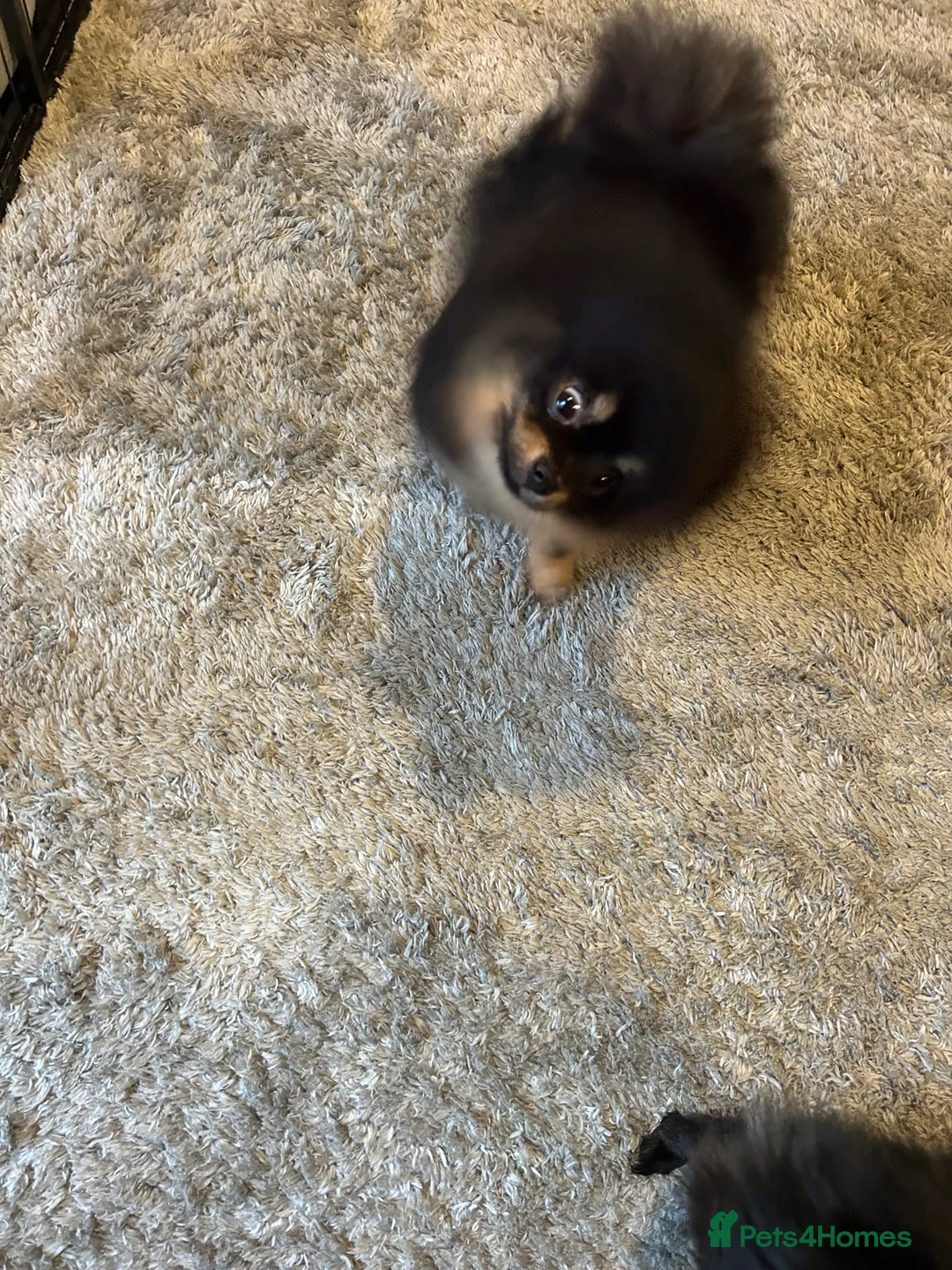 Pomeranian dogs for sale: Beautiful  **  black Pomeranians  - Advert 3