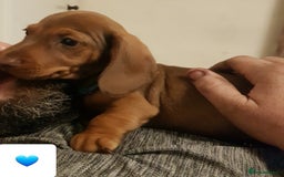 Dachshund dogs for sale: READY NOW Dachshund Puppies - Image 28