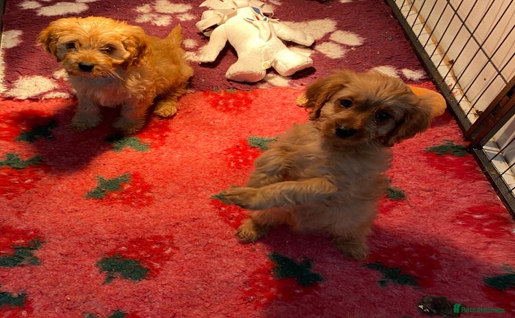 Cavapoo dogs - Advert 13