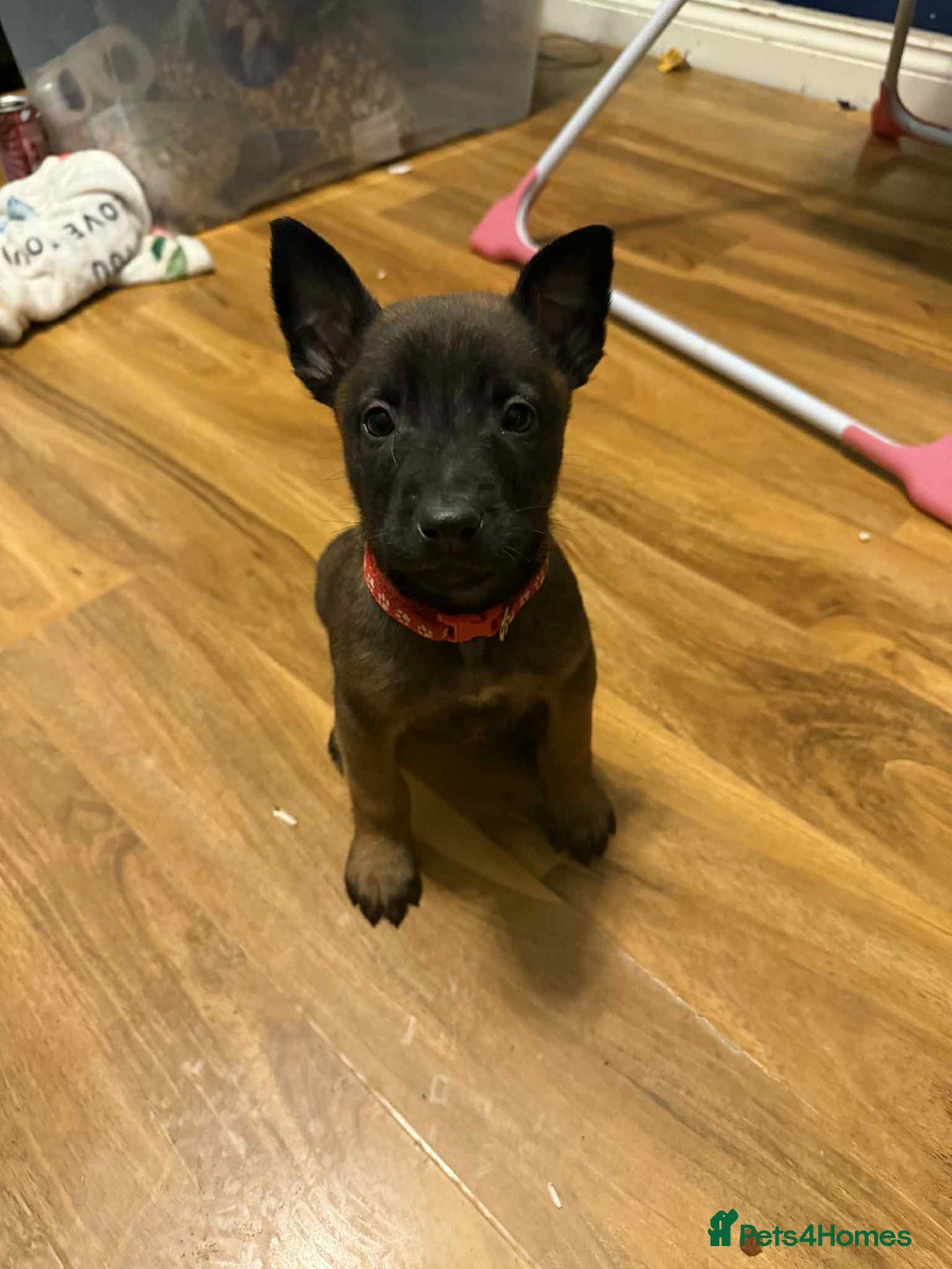 Belgian Shepherd Dog dogs for sale: belgian malinois - Advert 2