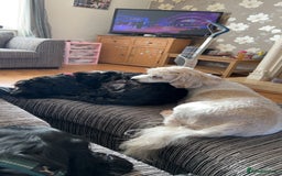 Mixed Breed dogs for sale: Mum and daughter to rehome - Image 1