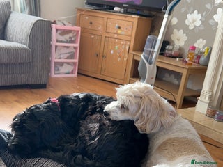 Mixed Breed dogs - Advert 14