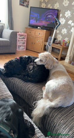 Mixed Breed dogs - Advert 14