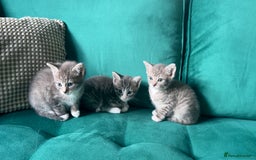 Mixed Breed cats for sale: Cutest tiny silver & gray tabby kittens - Image 2