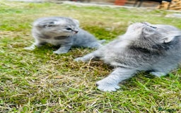 Scottish Fold cats for sale: Adorable Kittens Looking for Their Forever Homes🐾 - Image 6