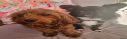 Cavapoo dogs for sale: Licensed breeder,dna clear red tiny cavapoo pups  - Advert 31
