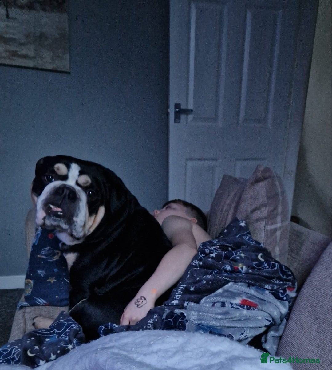 English Bulldog dogs for sale: Ernie  - Advert 3