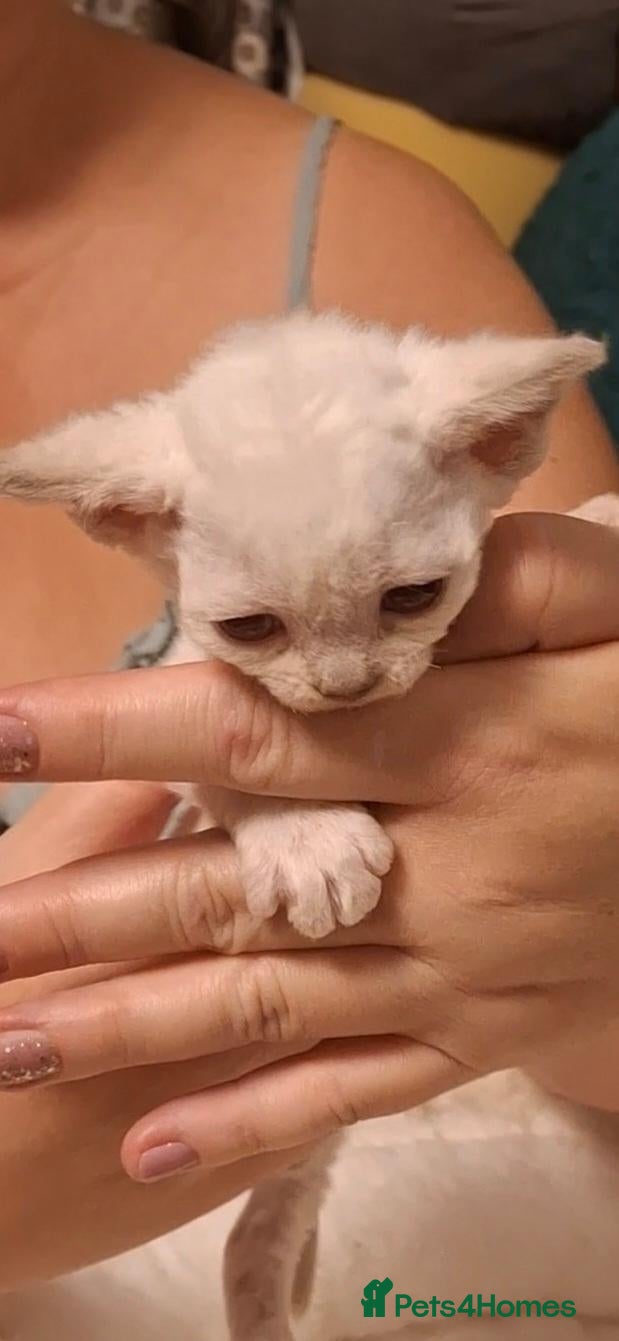 Devon Rex cats Devon rex kittens FIFE registered/spayed - Advert 2