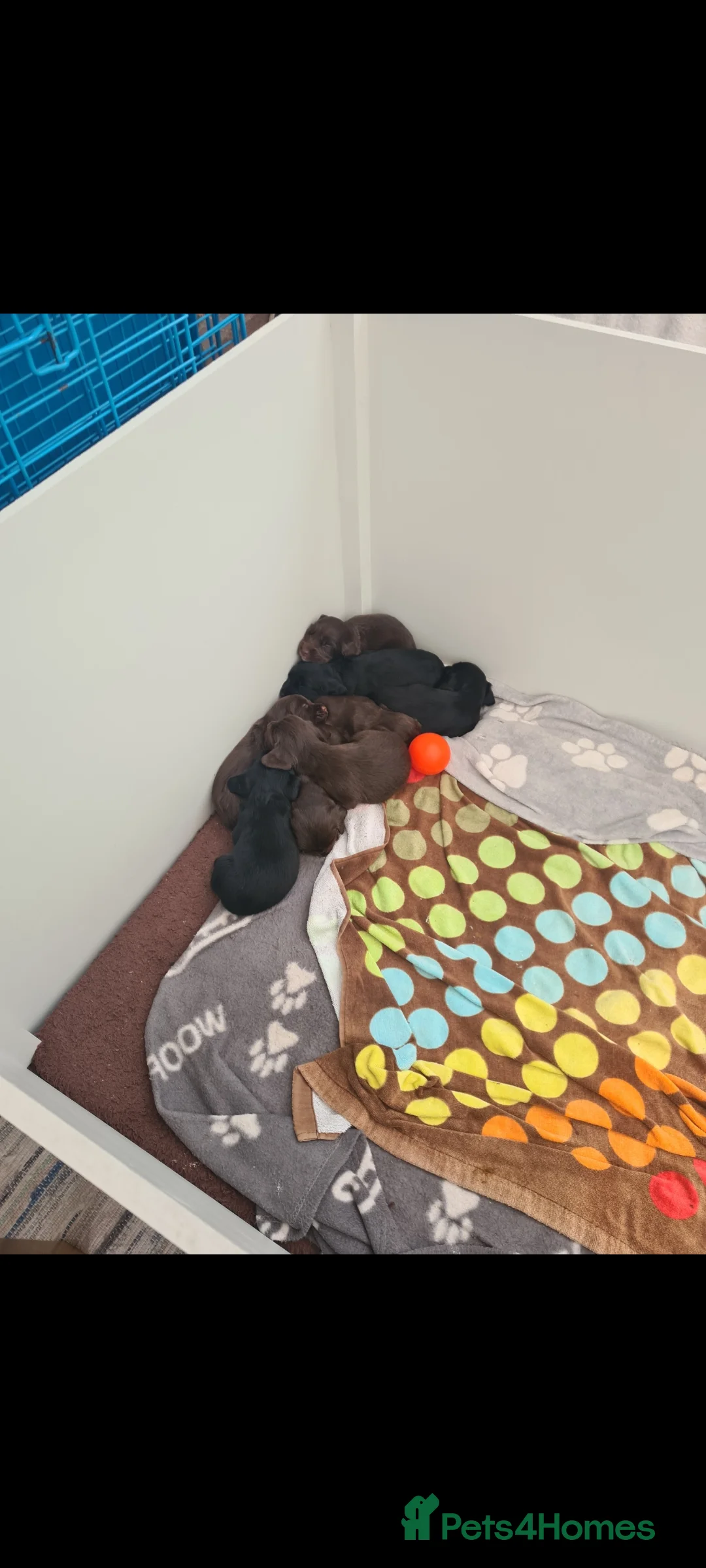 Sprocker dogs for stud: Proven Red Sprocker Stud in Stoke-on-Trent - Advert 7