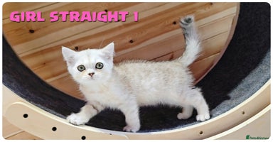 Scottish Fold cats - Advert 11