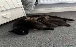 Mixed Breed cats for sale: 4 kittens looking for their forever homes - Image 6