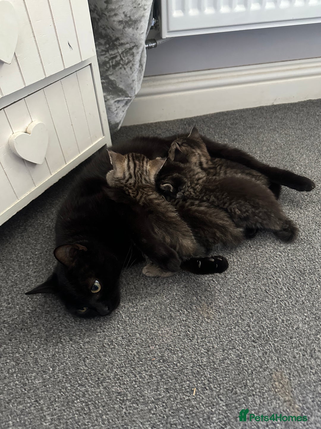 Mixed Breed cats for sale: 4 kittens looking for their forever homes - Image 6