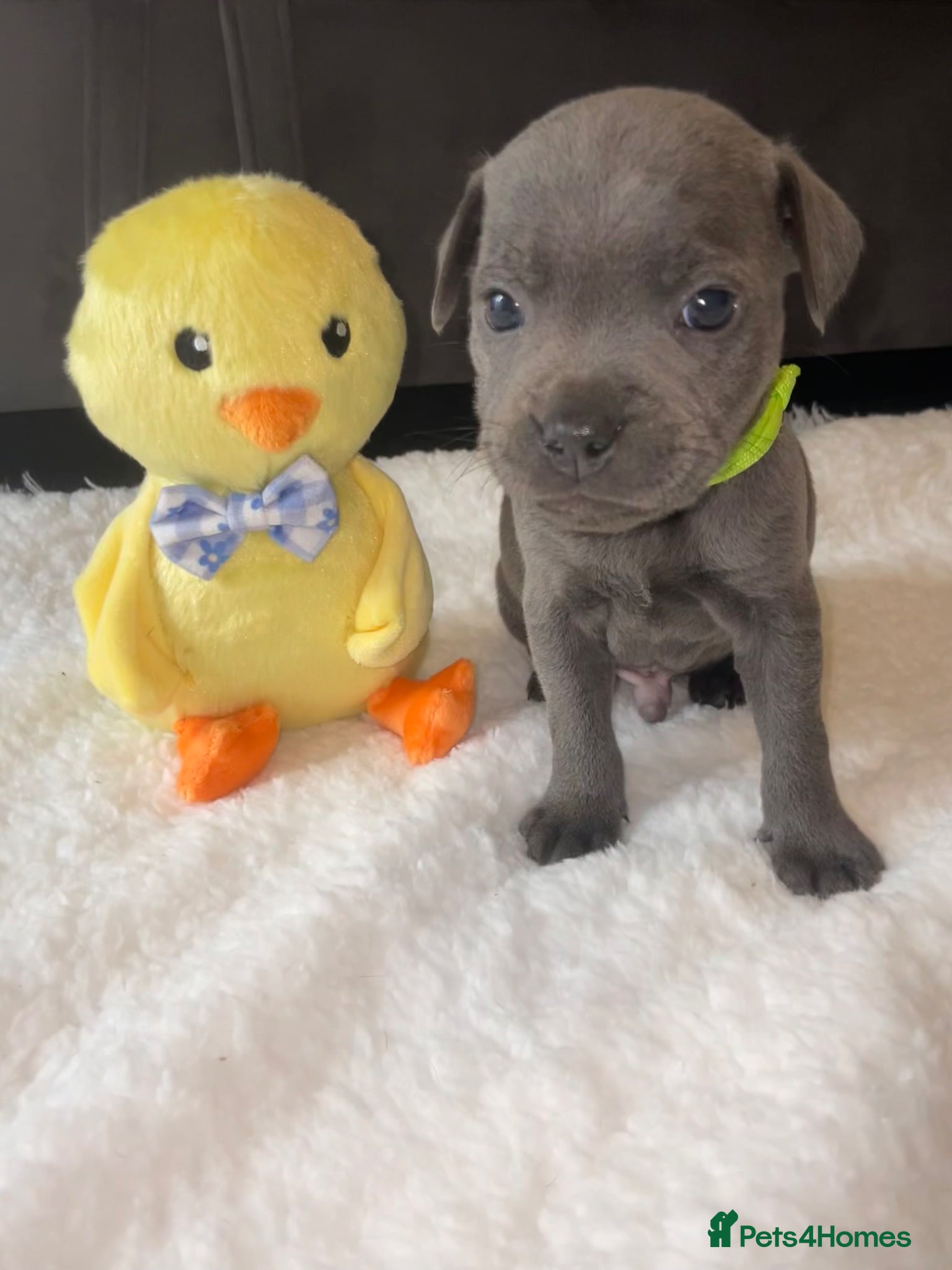 Staffordshire Bull Terrier dogs 7 beautiful KC staffy puppy’s  - Advert 5