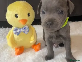 Staffordshire Bull Terrier dogs 7 beautiful KC staffy puppy’s - Advert 2