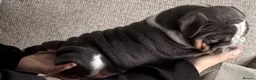Mixed Breed dogs for sale: Olde English bulldog puppies  in Durham - Advert 6