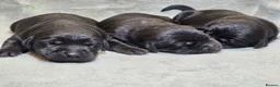 Goldador dogs for sale: Beautiful Home-Raised Goldador Puppies - Advert 14