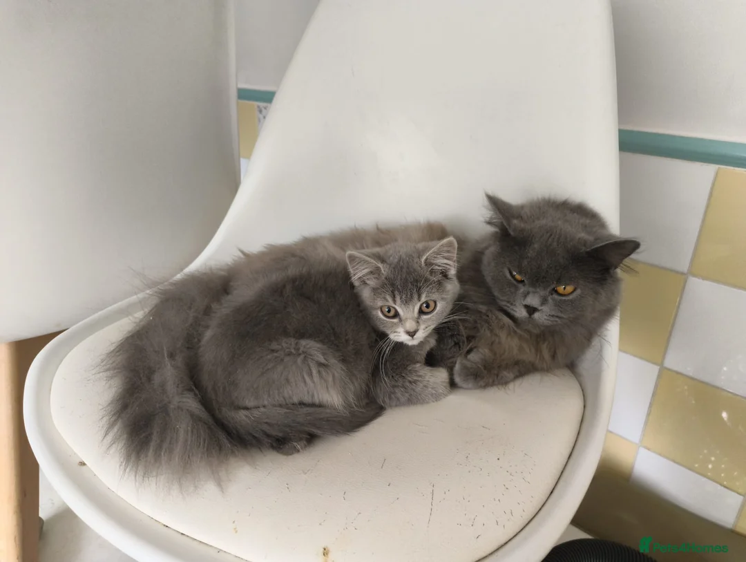 Mixed Breed cats for sale: Mixed Scottish fold and British long hair - Advert 1
