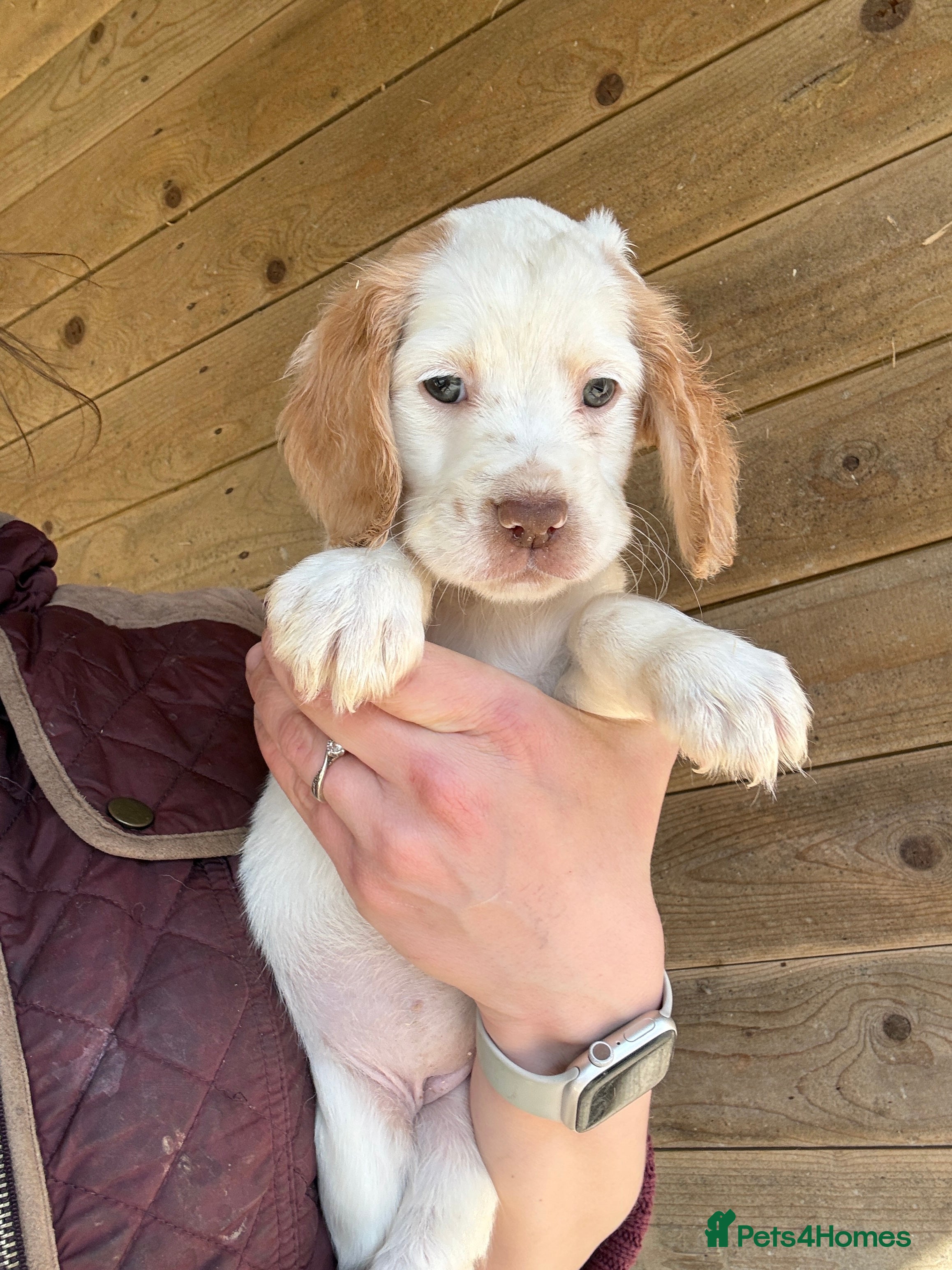 Cocker Spaniel dogs Gorgeous cocker spaniel puppies  - Advert 2