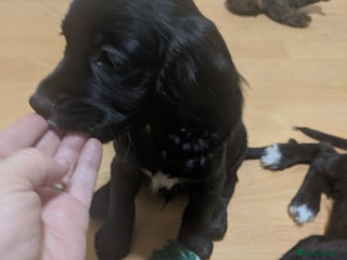 Cocker Spaniel dogs 3 stunning kc reg cocker spaniels left - Advert 1