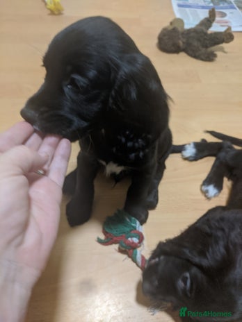 Cocker Spaniel dogs 3 stunning kc reg cocker spaniels left - Advert 3