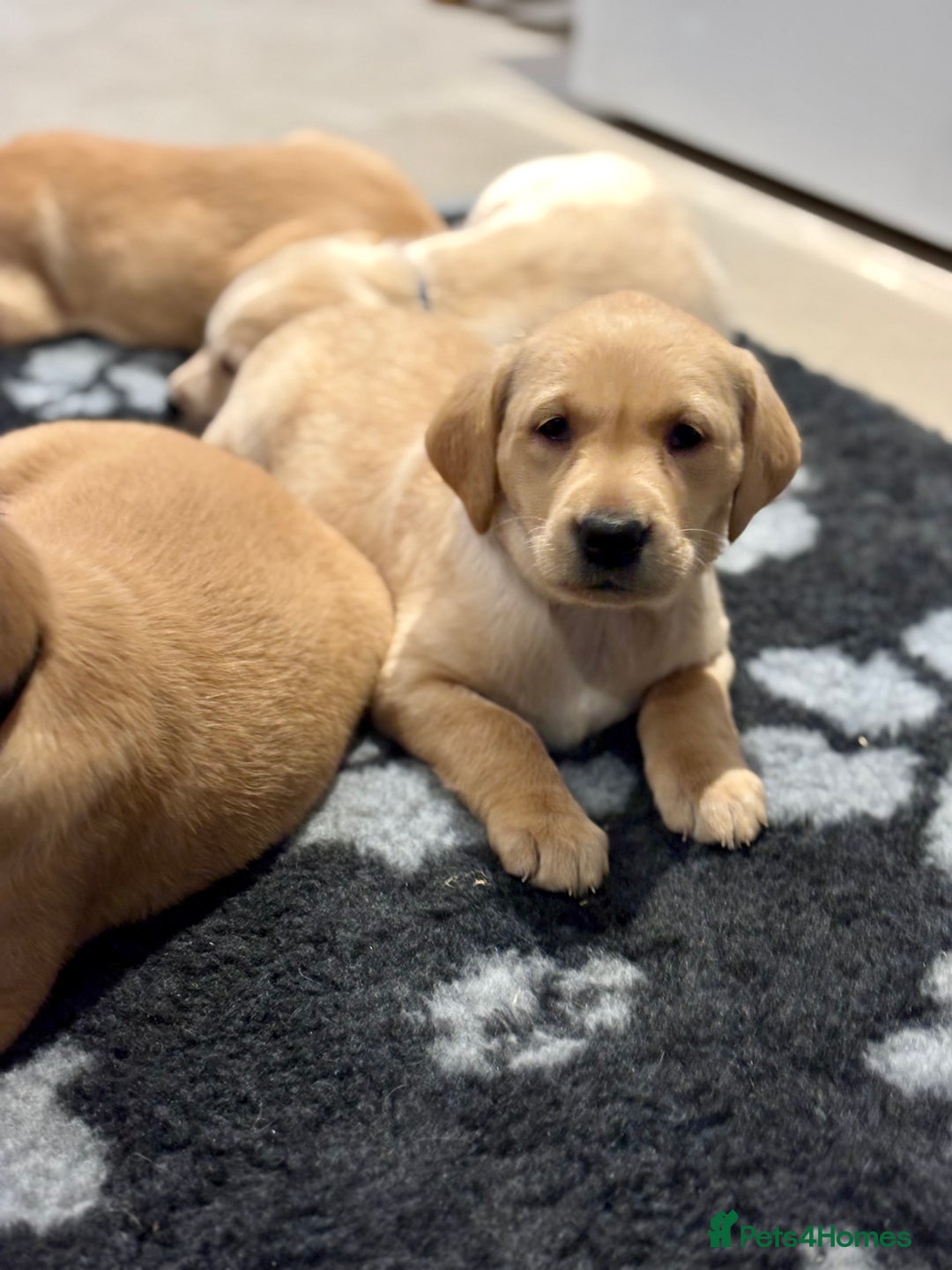 Labrador Retriever dogs for sale: KC Registered Labrador Puppies for Sale - Advert 5