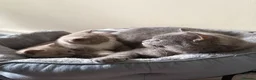 British Shorthair cats for sale: British Shorthair Kittens for Sale - Advert 5