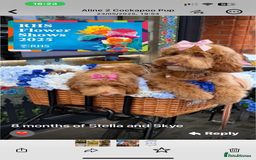 Cockapoo dogs for sale: F1 COCKAPOO PUPPIES 5🌟 LICENSED BREEDER  - Image 18