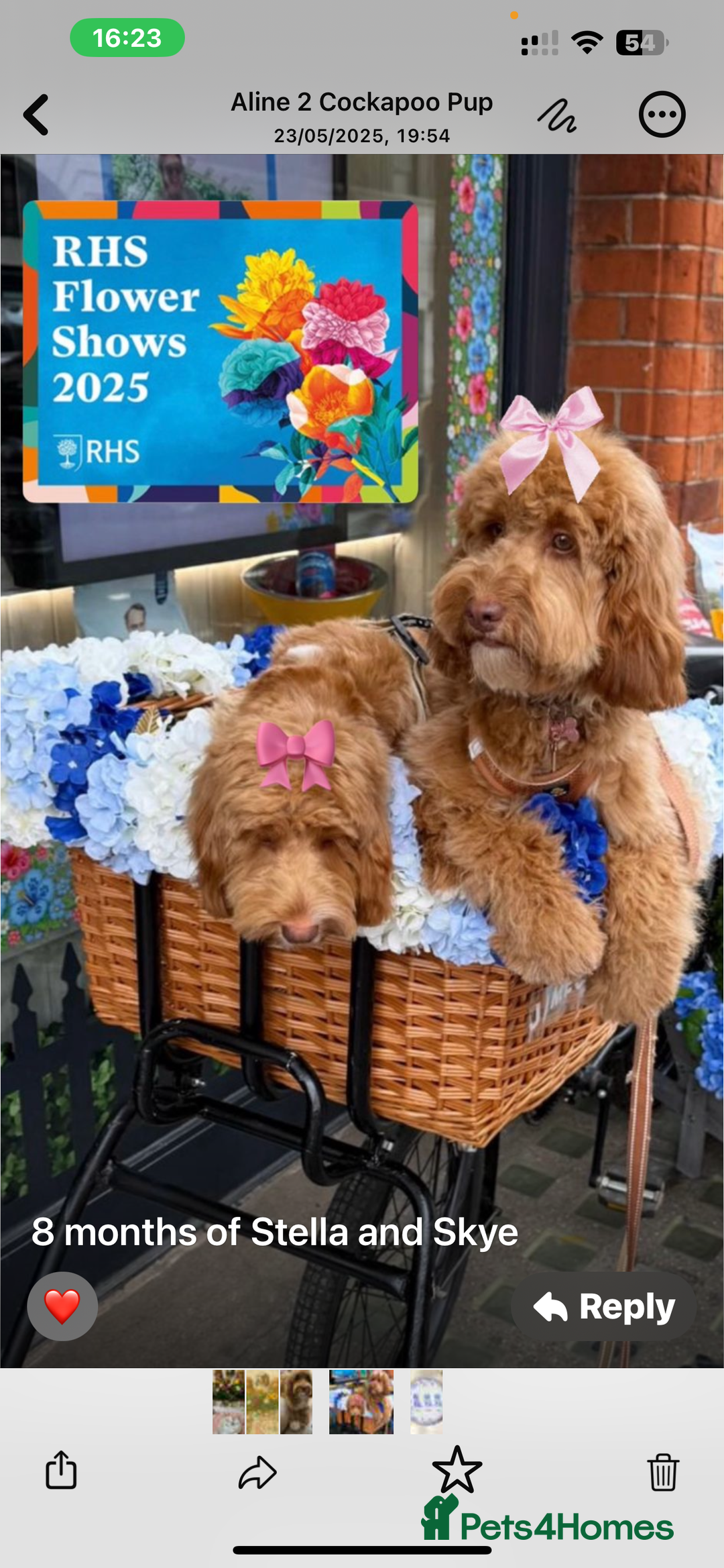 Cockapoo dogs for sale: F1 COCKAPOO PUPPIES 5🌟 LICENSED BREEDER  - Image 18